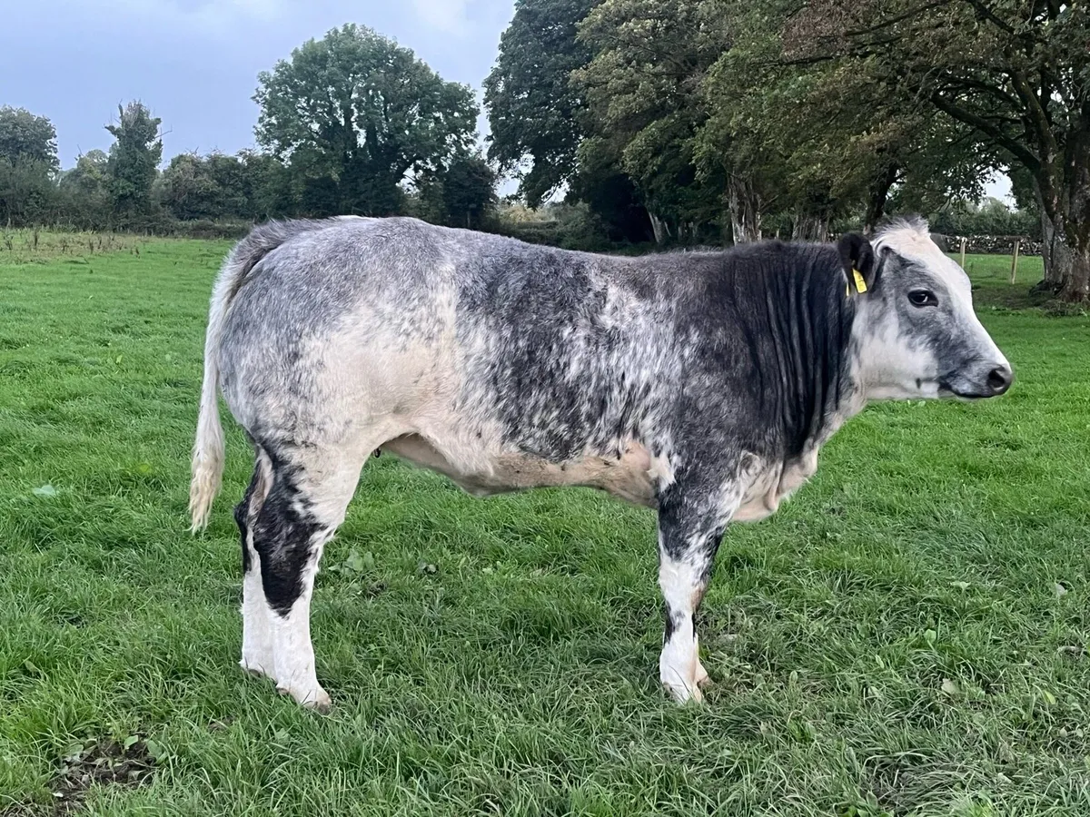 Quality breeding heifers - Image 1