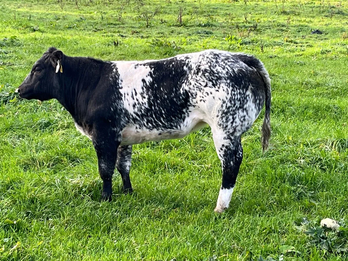 Quality breeding heifers - Image 2