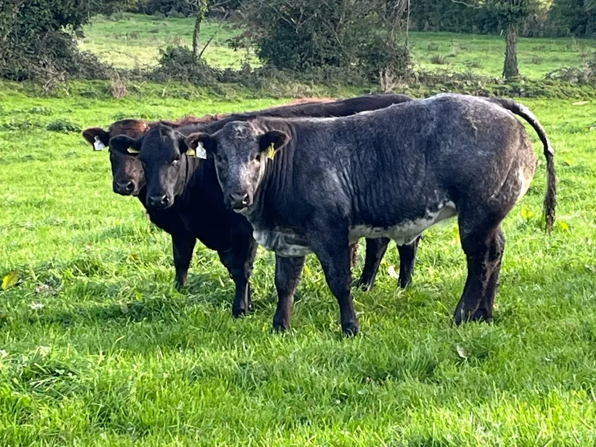 Quality breeding heifers - Image 3