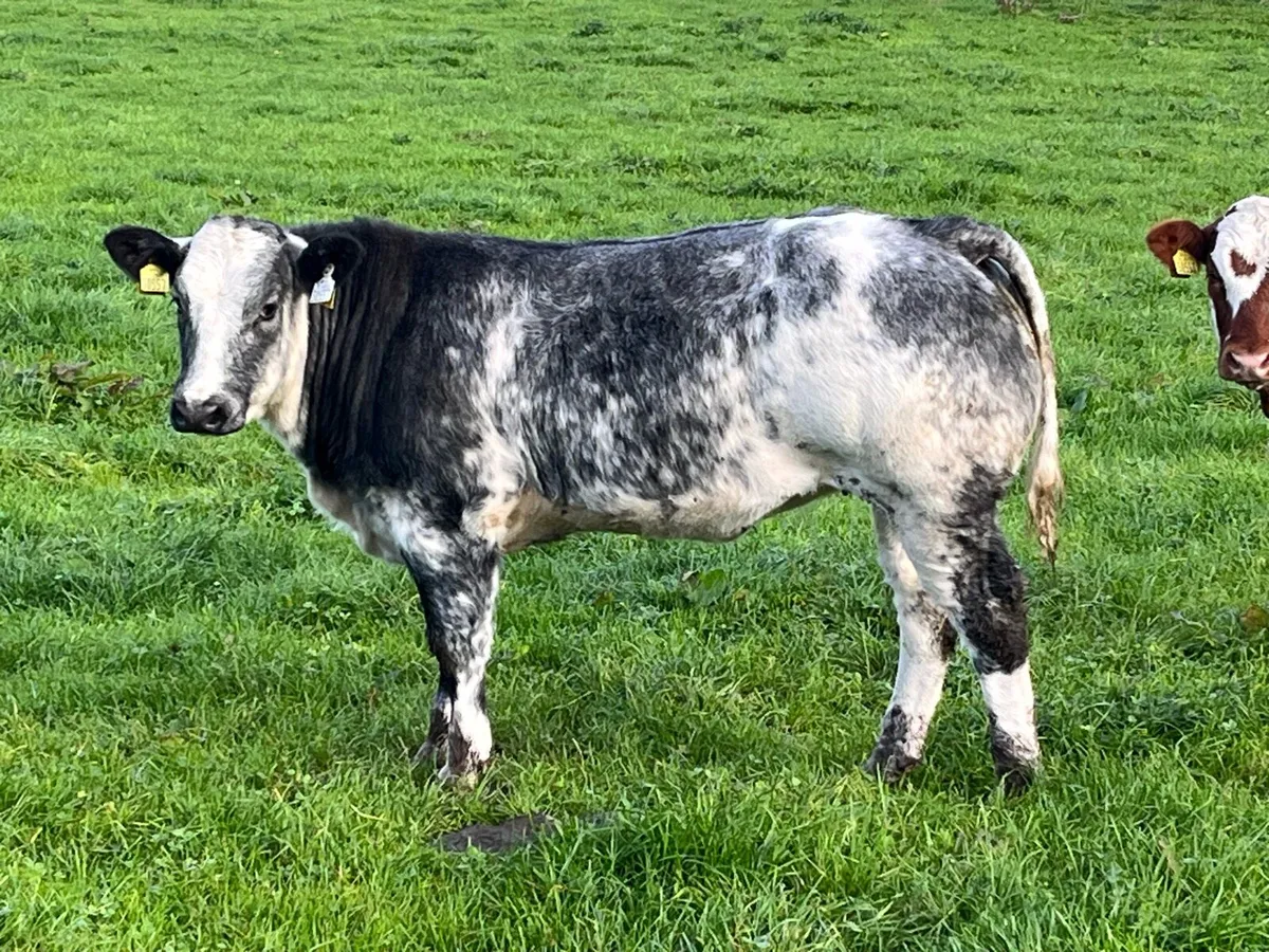 Quality breeding heifers - Image 4