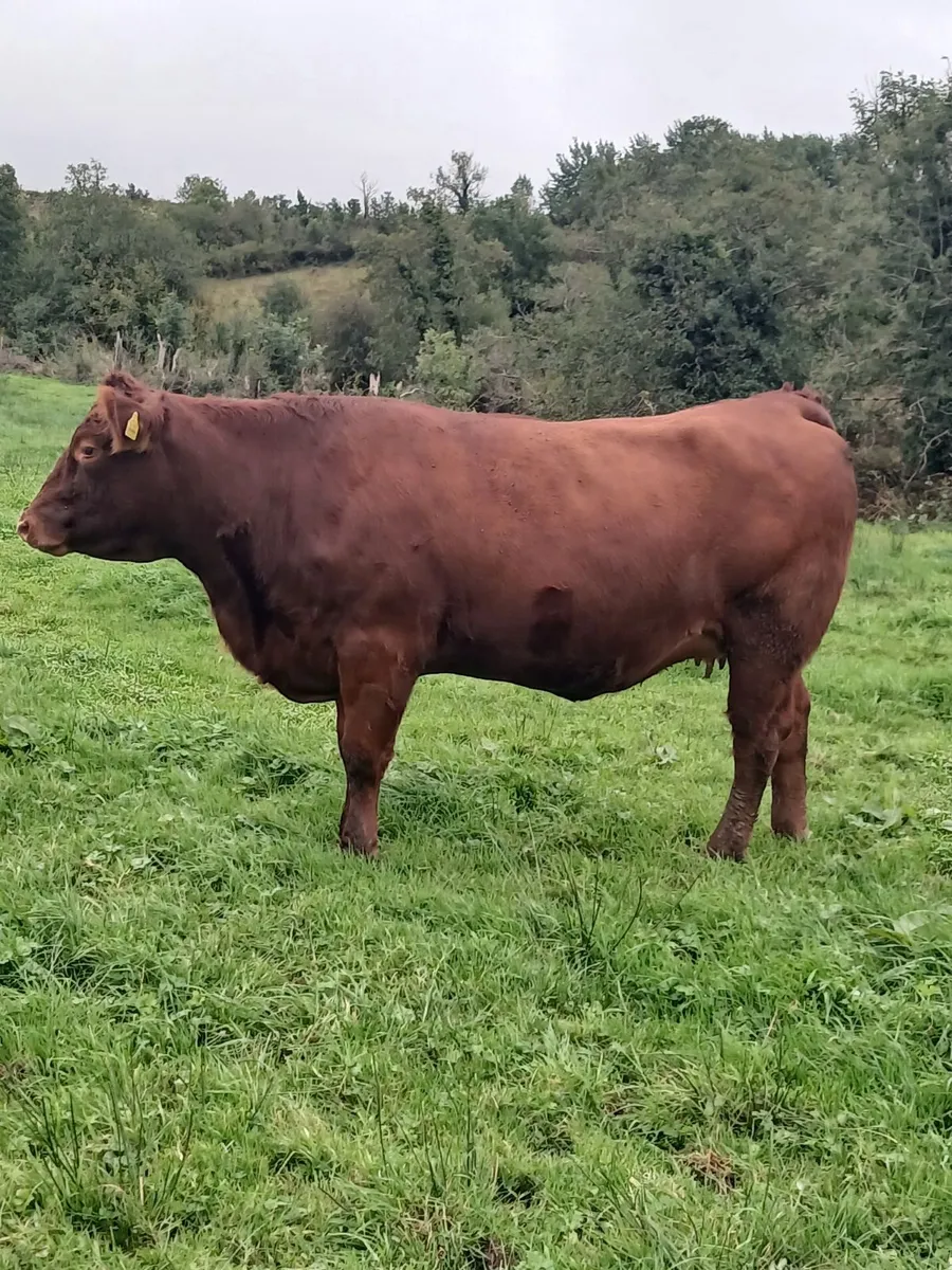 Springers - Image 1