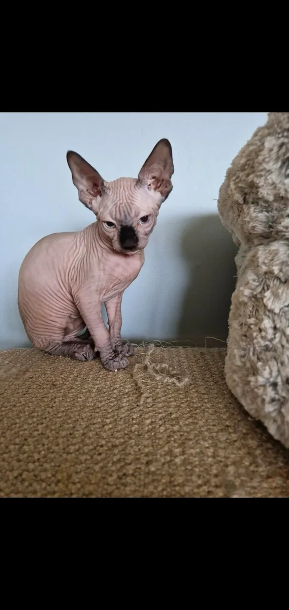 Sphynx kitten - Image 2