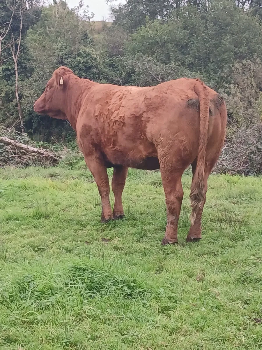 Springers - Image 3
