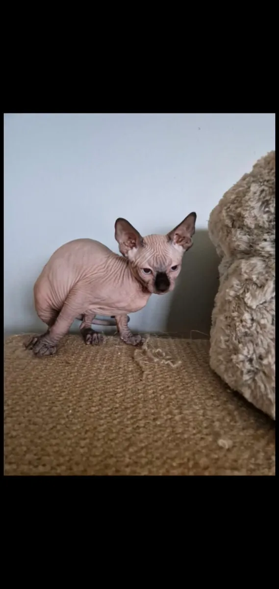 Sphynx kitten - Image 3