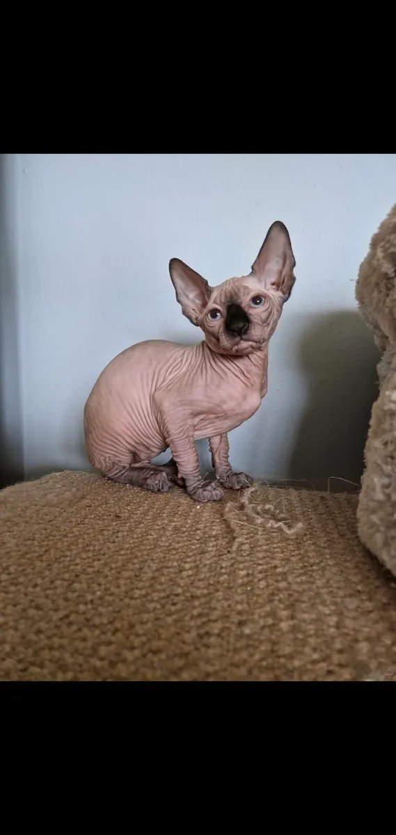 Sphynx kitten - Image 1