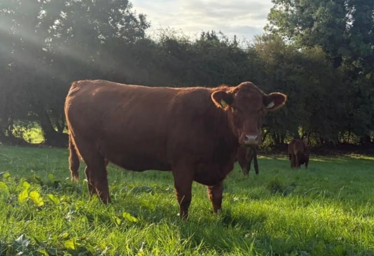 In Calf 4 & 5 Star Stabiliser X Heifers - Image 2