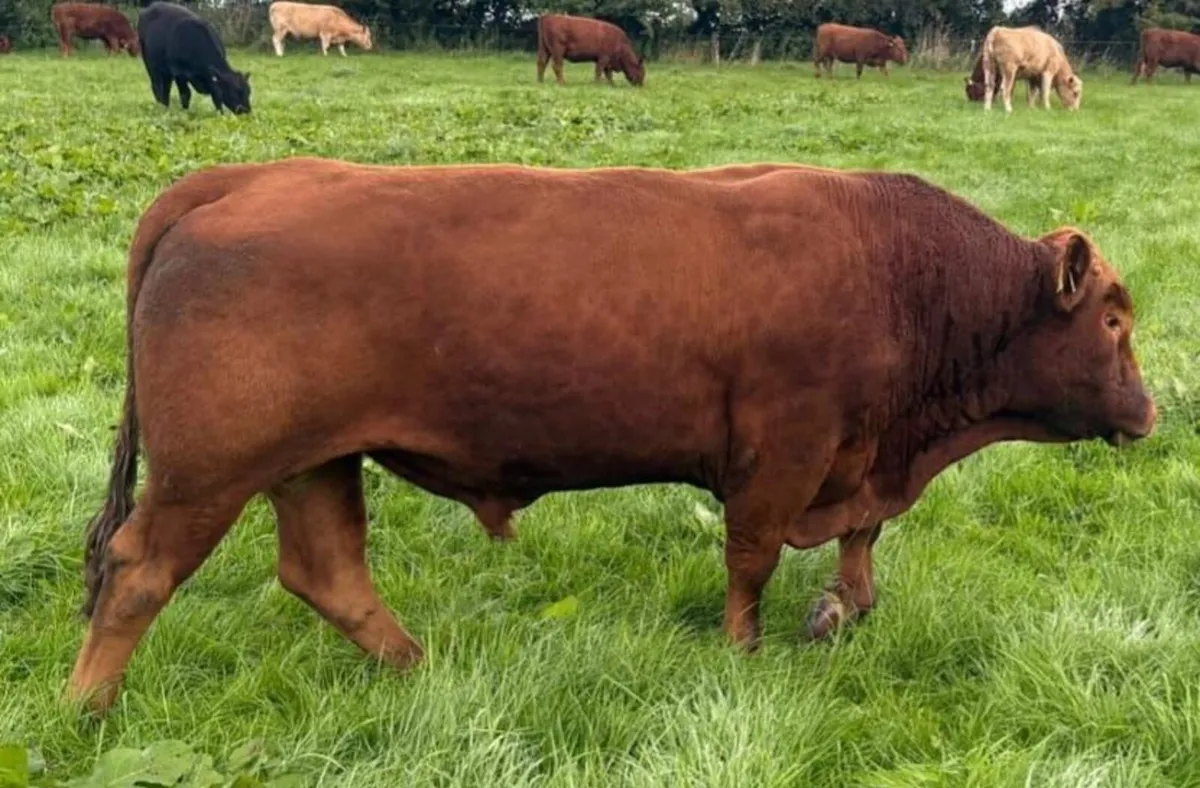 In Calf 4 & 5 Star Stabiliser X Heifers - Image 3