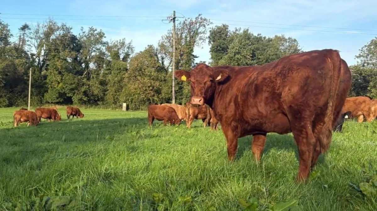 In Calf 4 & 5 Star Stabiliser X Heifers - Image 4