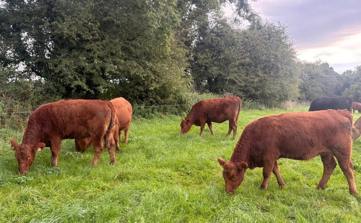 In Calf 4 & 5 Star Stabiliser X Heifers - Image 1