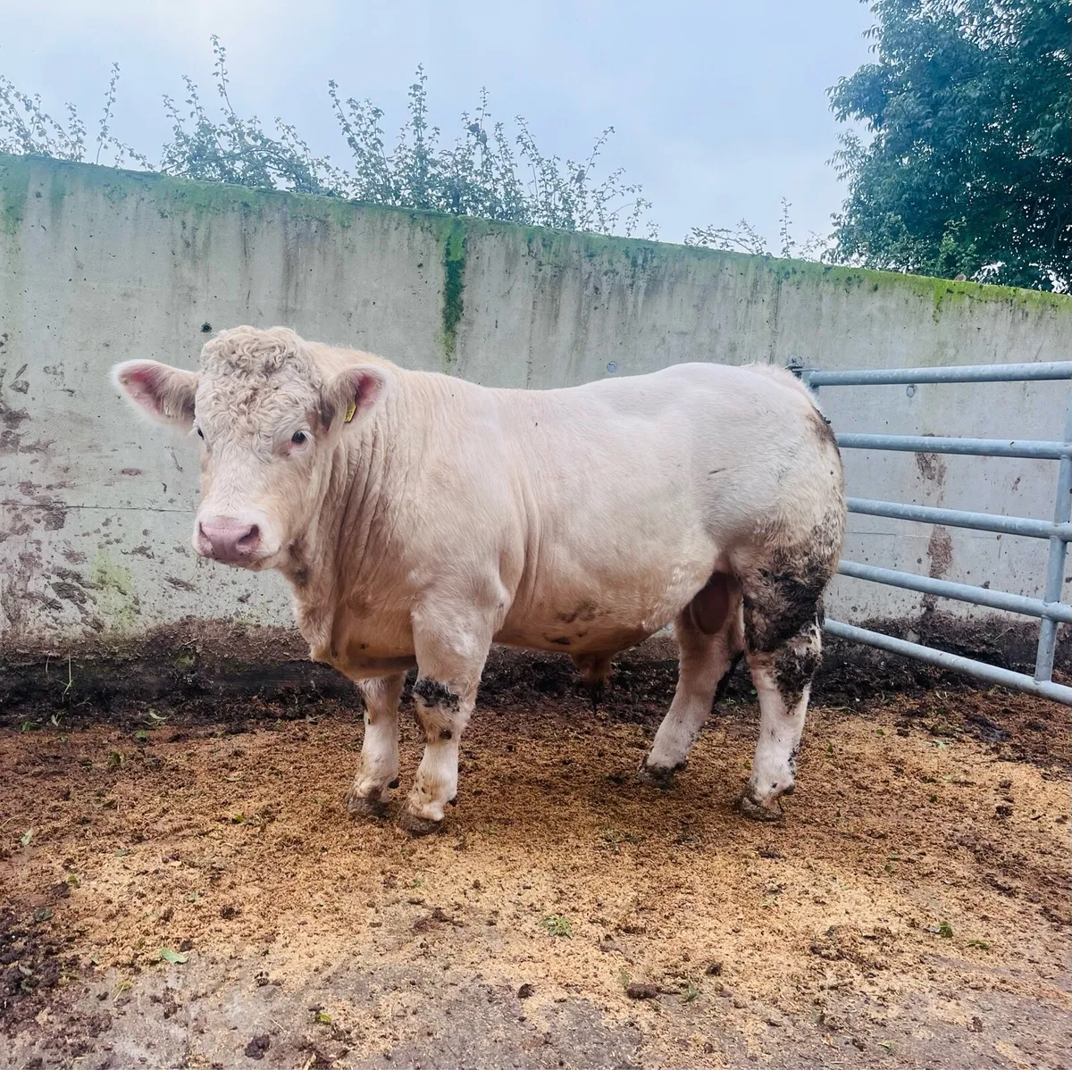 Pedigree ch bull (5star &13months) - Image 1