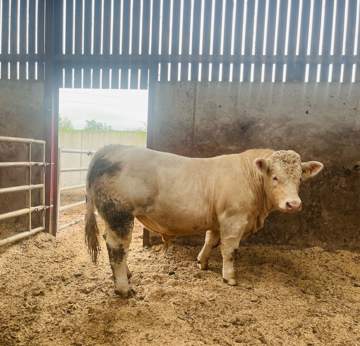 Pedigree ch bull (5star &13months) - Image 2