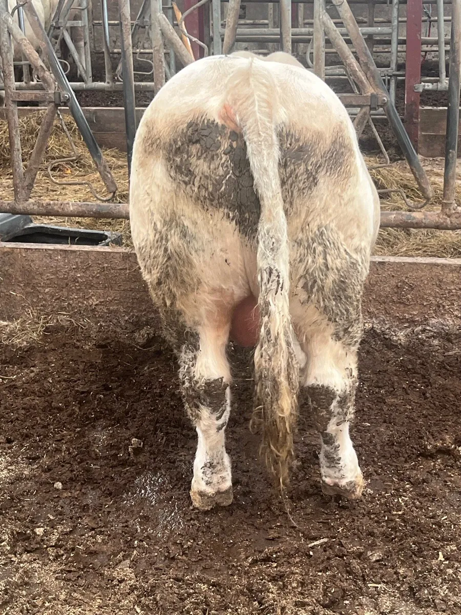 Pedigree ch bull (5star &13months) - Image 3