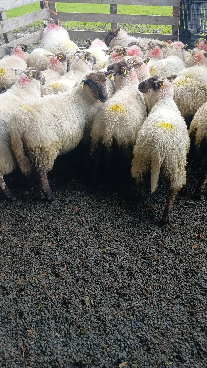 Ewe lambs - Image 1