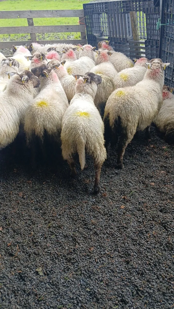 Ewe lambs - Image 2