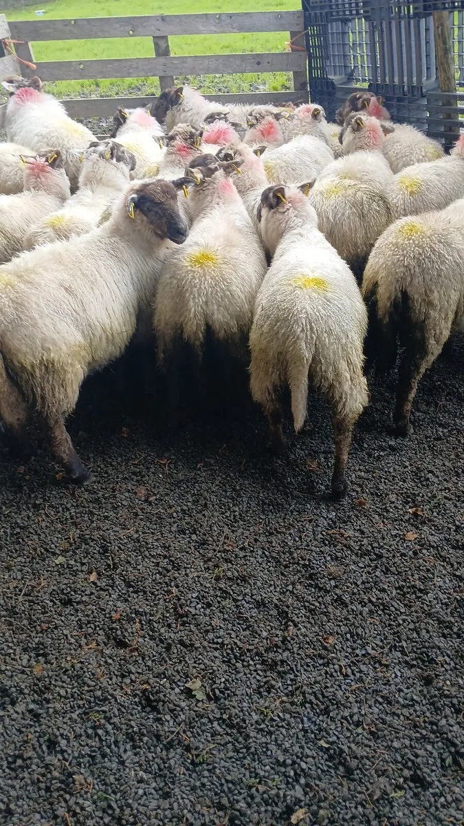 Ewe lambs - Image 3