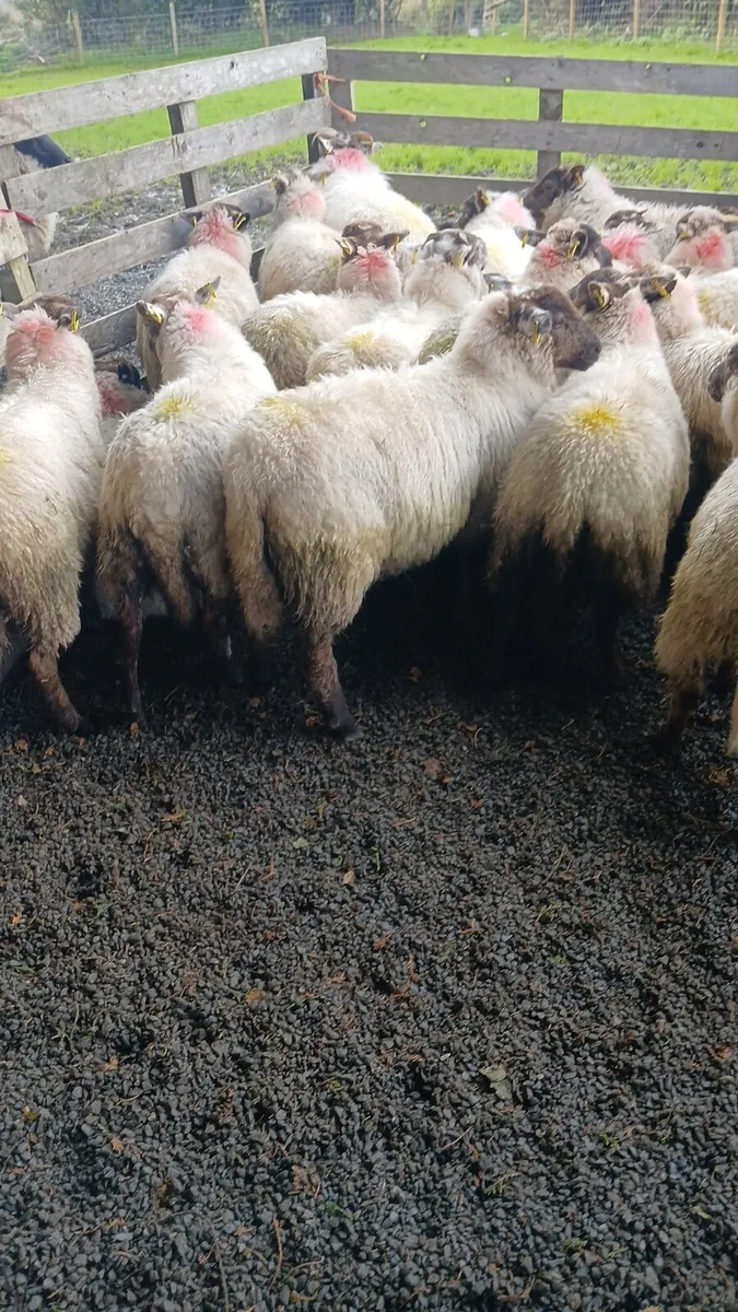 Ewe lambs - Image 4