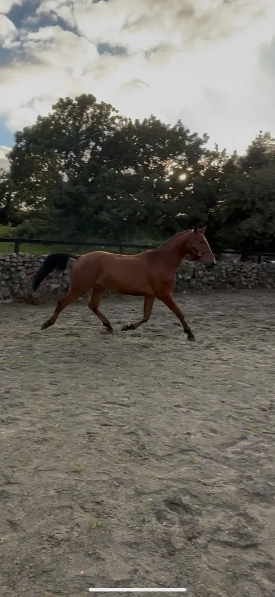 3 year old 15.2 future Small hunter - Image 3
