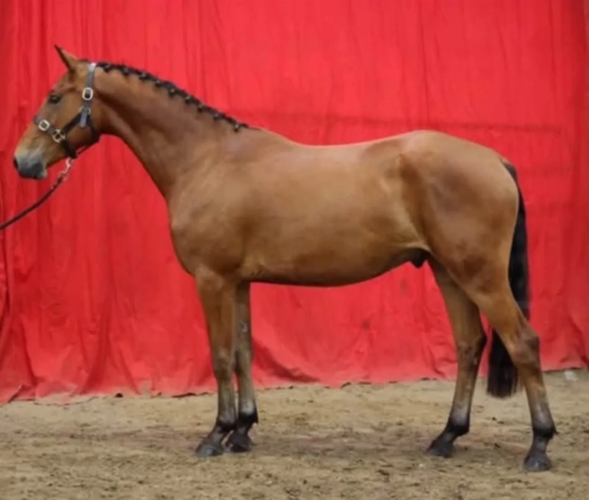 3 year old 15.2 future Small hunter - Image 1