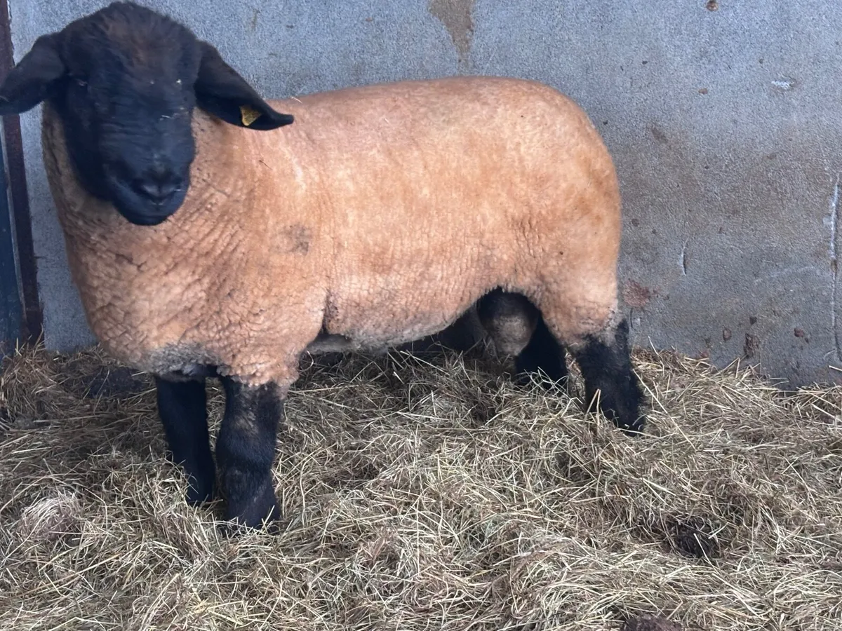 P.B.R SUFFOLK RAM FOR SALE - Image 1