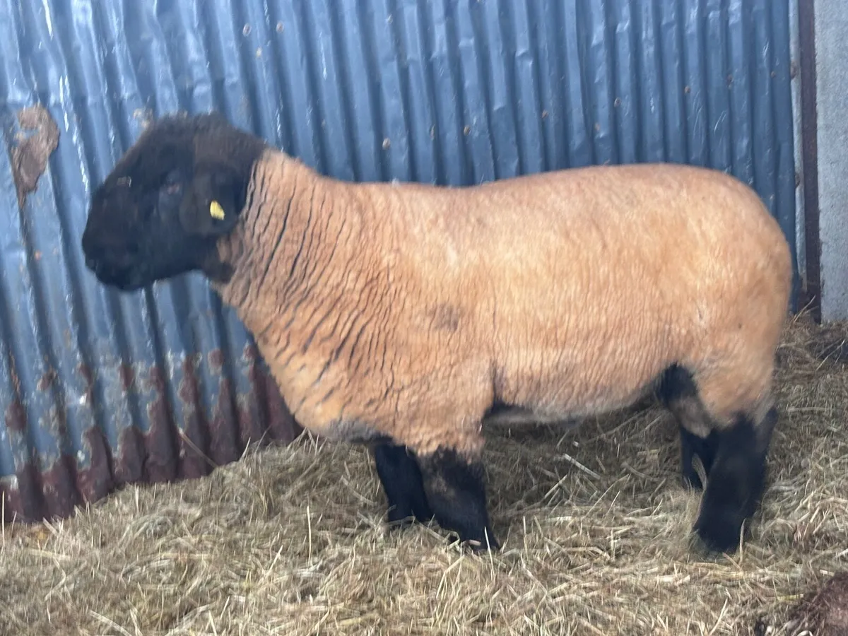 P.B.R SUFFOLK RAM FOR SALE - Image 2