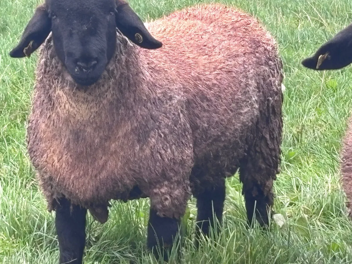 P.B.R SUFFOLK RAM FOR SALE - Image 3