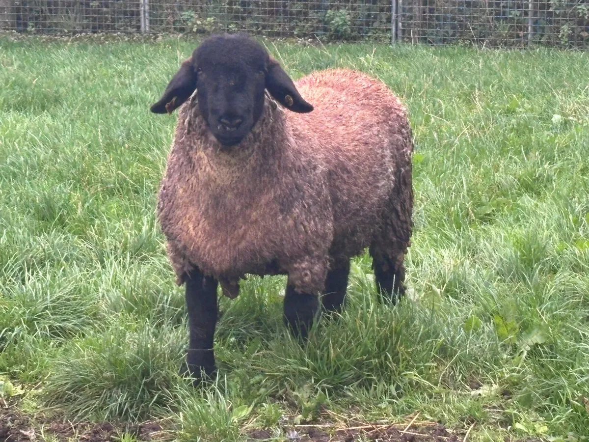 P.B.R SUFFOLK RAM FOR SALE - Image 4