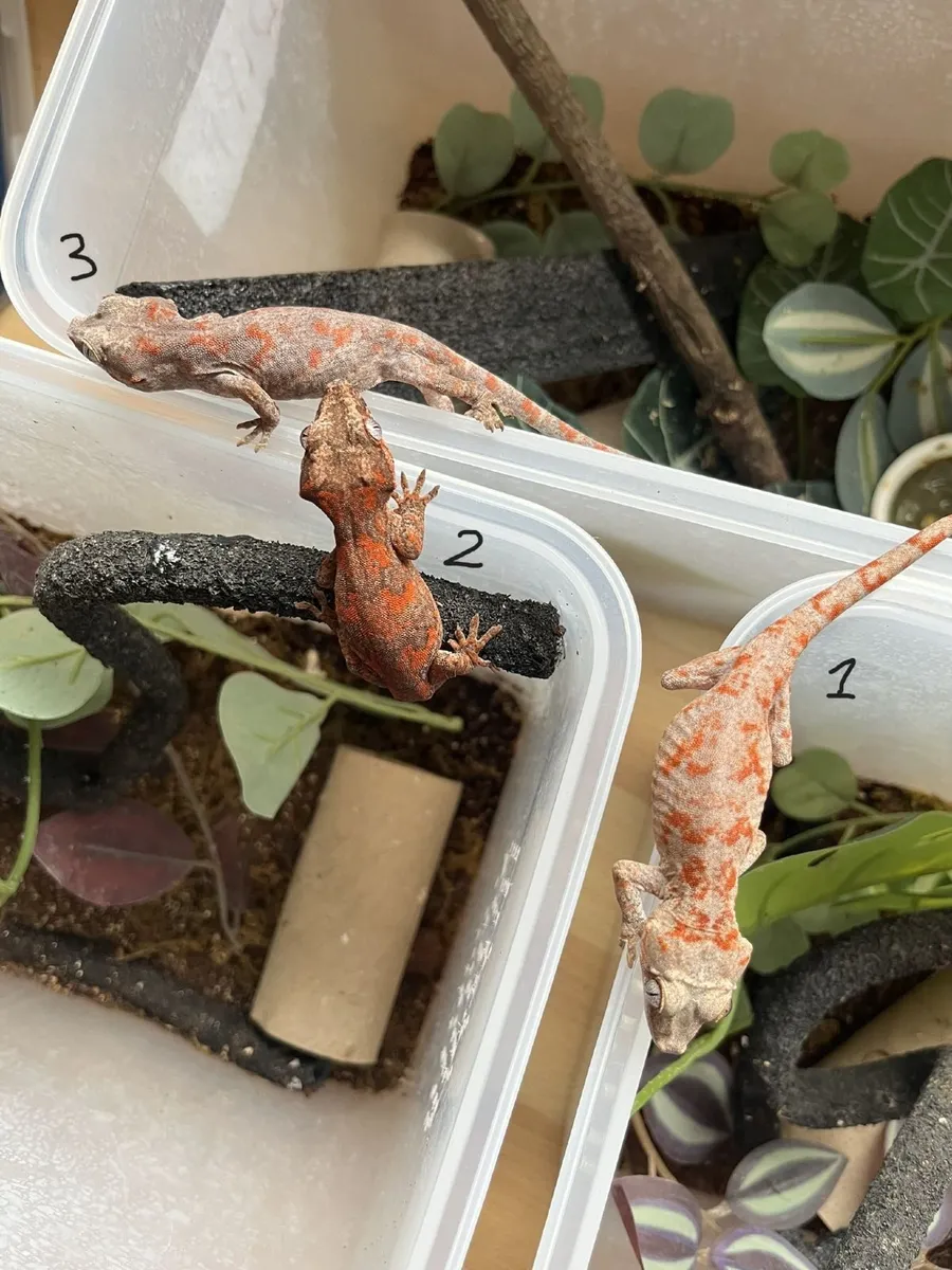 Three Gargoyle Gecko Hatchlings Available - Image 1