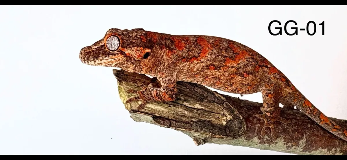 Three Gargoyle Gecko Hatchlings Available - Image 2