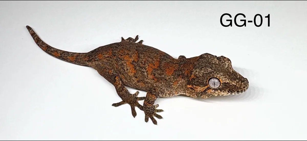 Three Gargoyle Gecko Hatchlings Available - Image 3