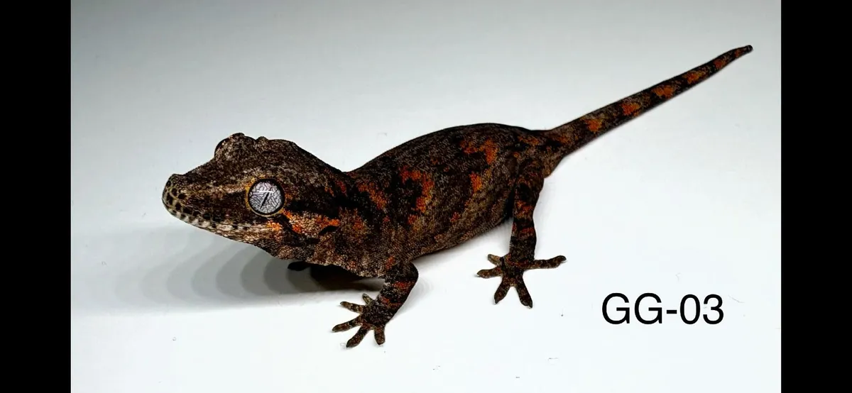 Two Gargoyle Gecko Hatchlings Available - Image 3