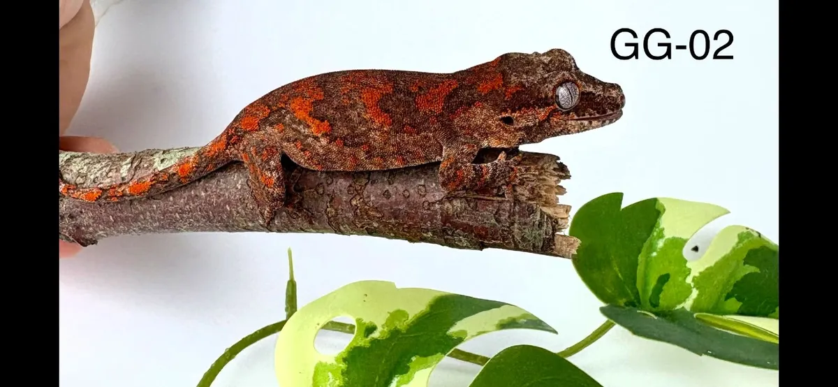 Three Gargoyle Gecko Hatchlings Available - Image 4