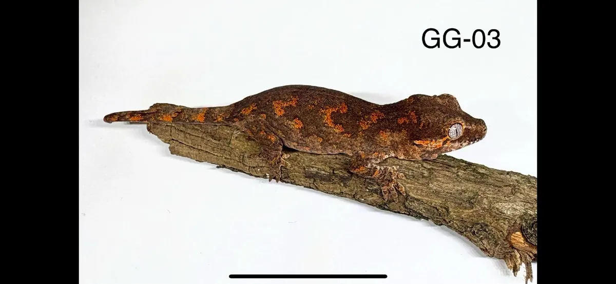 Two Gargoyle Gecko Hatchlings Available - Image 4