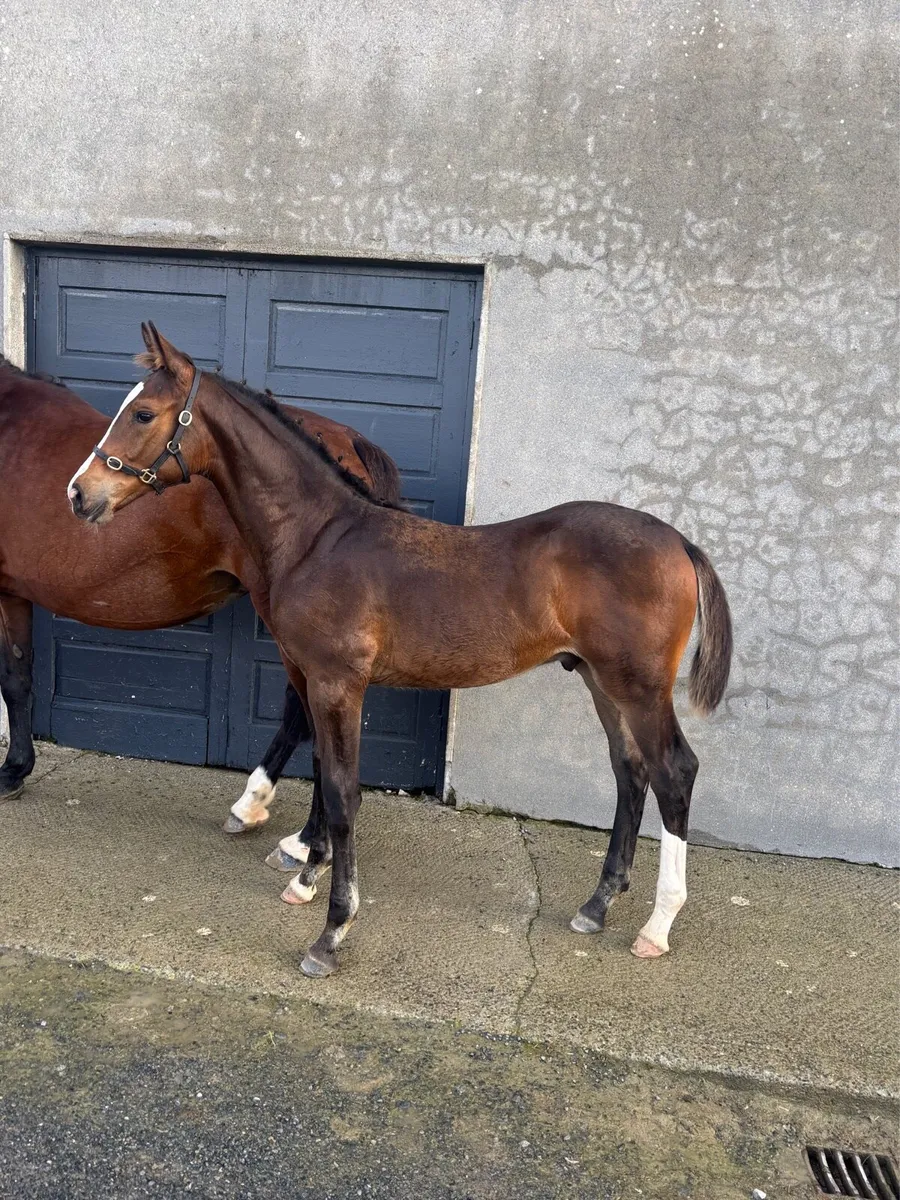 Caspar 232 x Chacoa Colt Foal - Image 1
