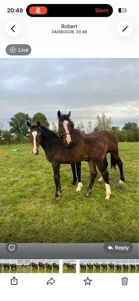 Caspar 232 x Chacoa Colt Foal - Image 4