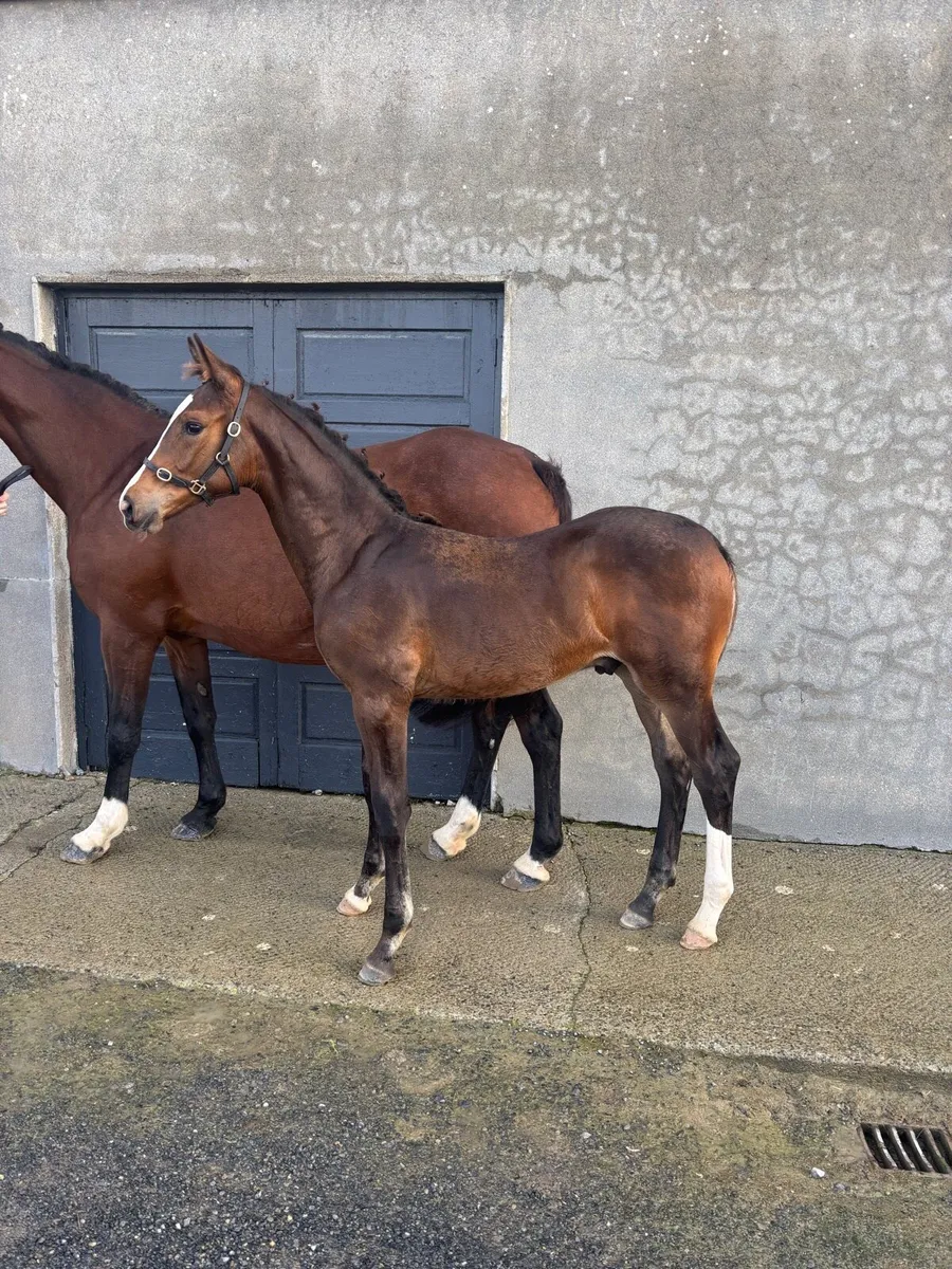 Caspar 232 x Chacoa Colt Foal - Image 2