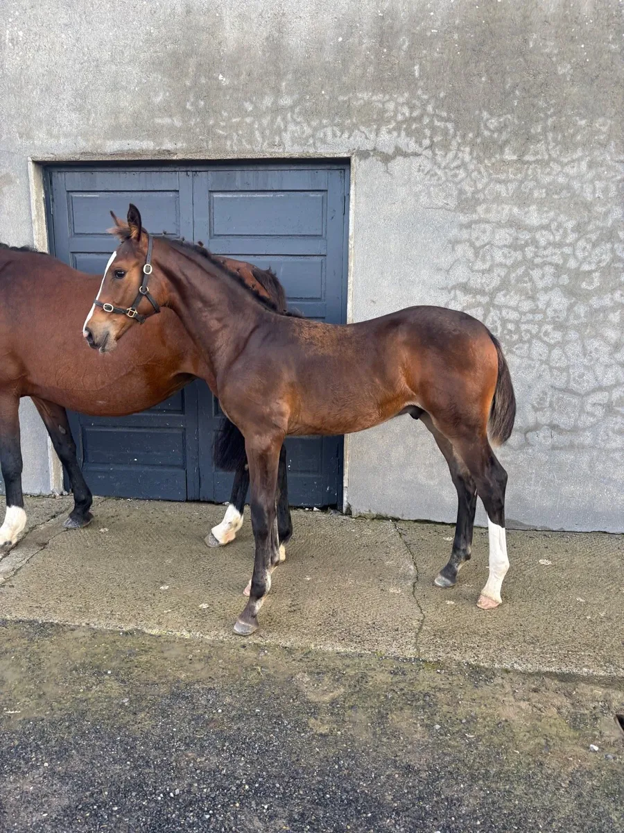 Caspar 232 x Chacoa Colt Foal - Image 3