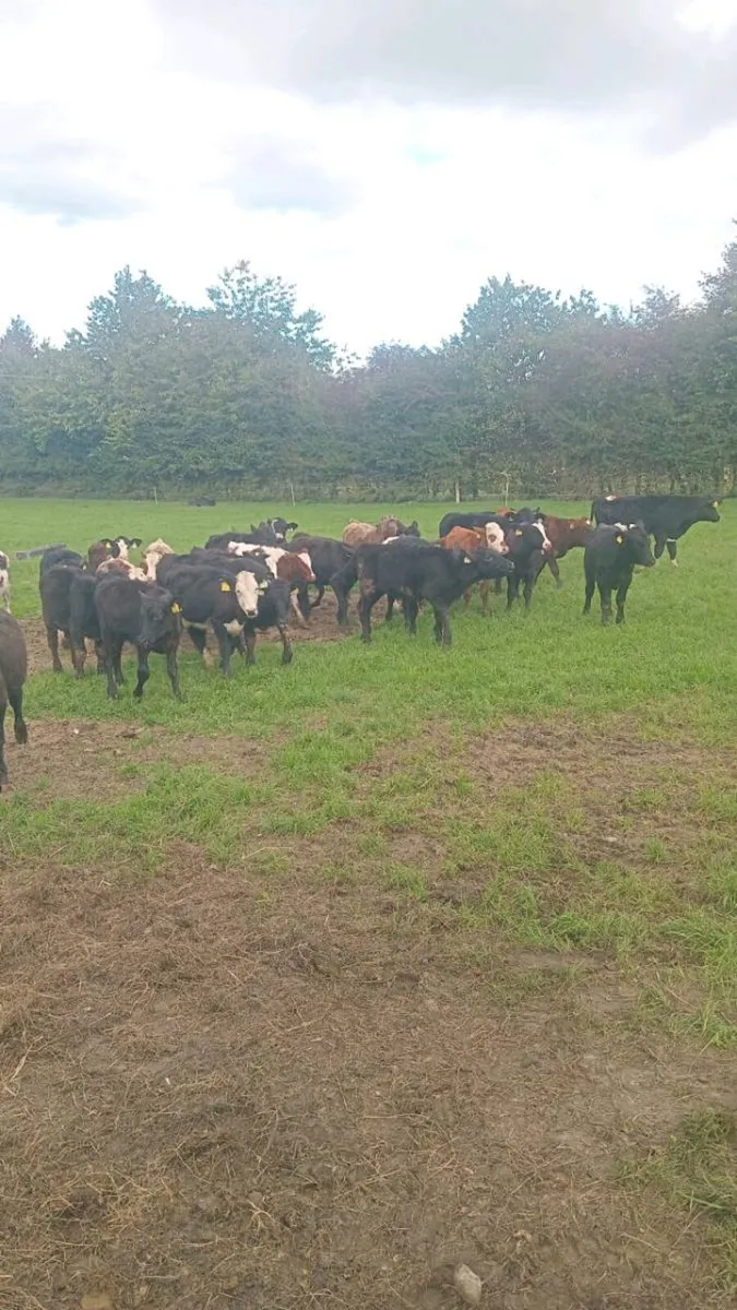 33 smashing angus and hereford weanlings - Image 2