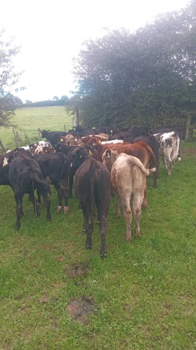 33 smashing angus and hereford weanlings - Image 1