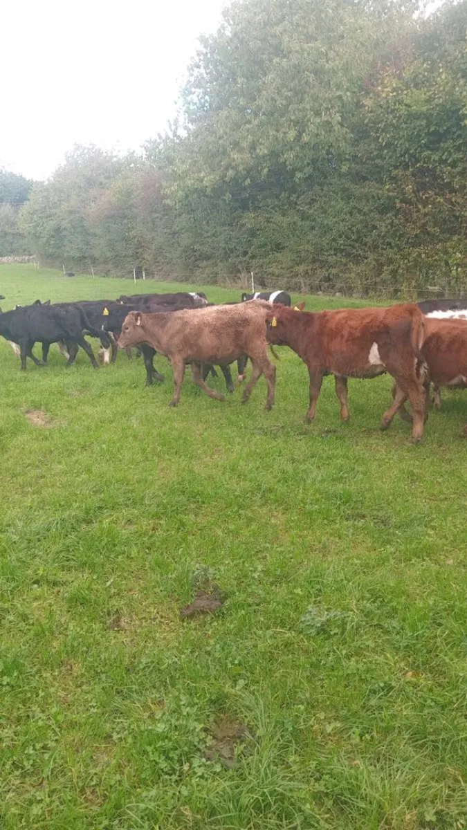 33 smashing angus and hereford weanlings - Image 3