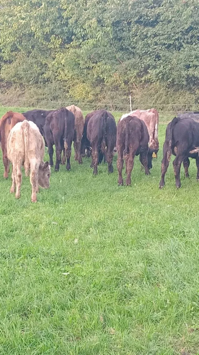 33 smashing angus and hereford weanlings - Image 4