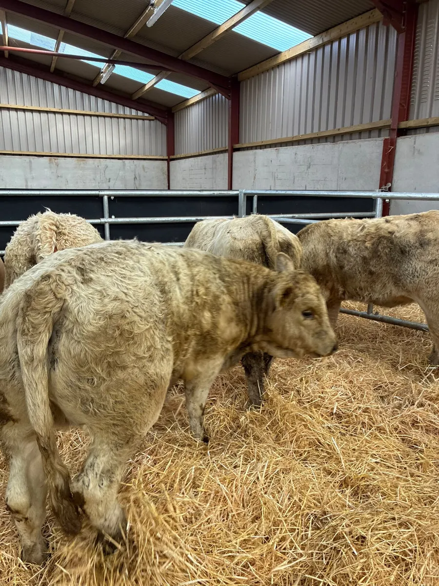 Charolais and lim heifers - Image 4