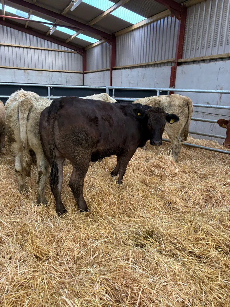 Charolais and lim heifers - Image 3