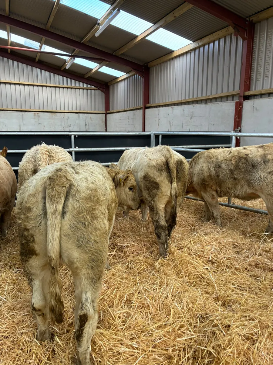 Charolais and lim heifers - Image 2