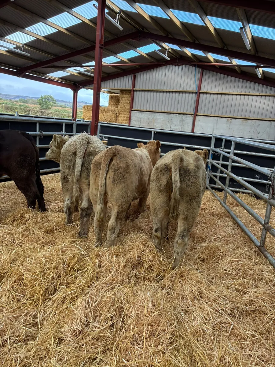 Charolais and lim heifers - Image 1