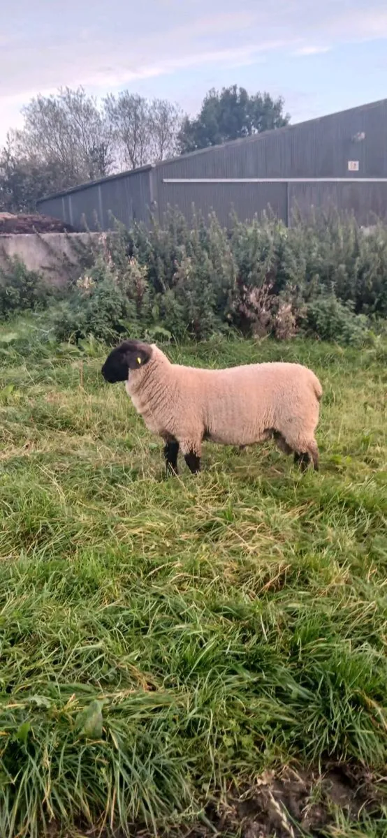 Sheep - Image 1