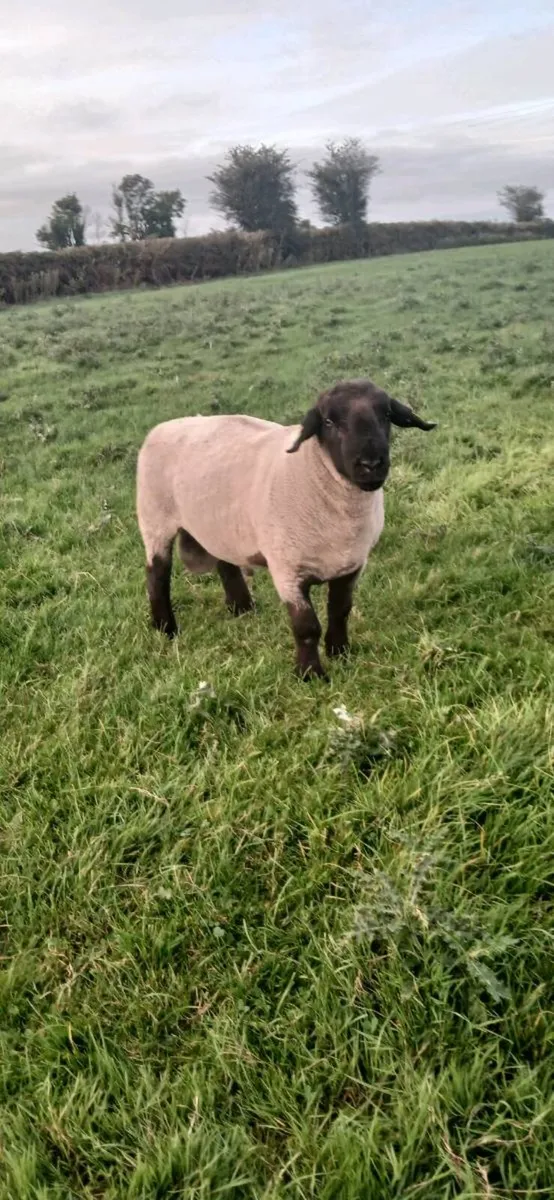 Sheep - Image 2