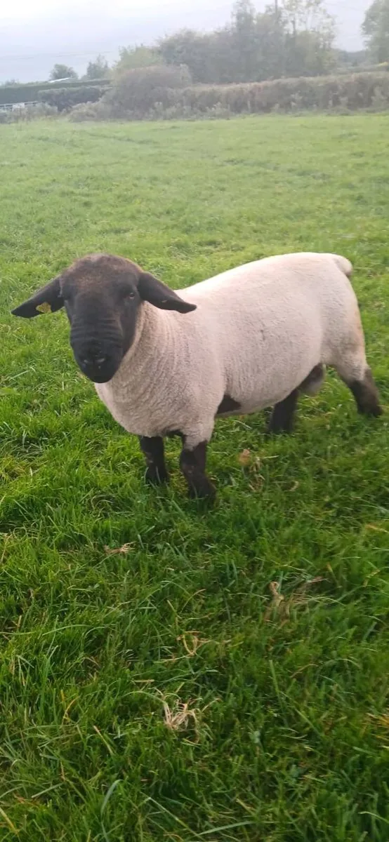 Sheep - Image 3