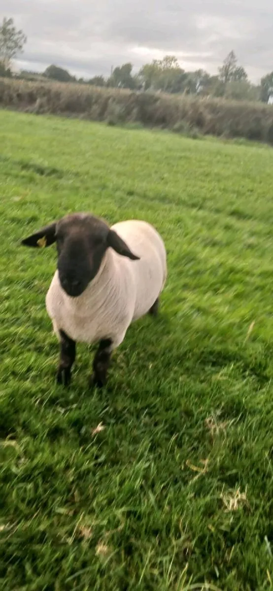 Sheep - Image 4