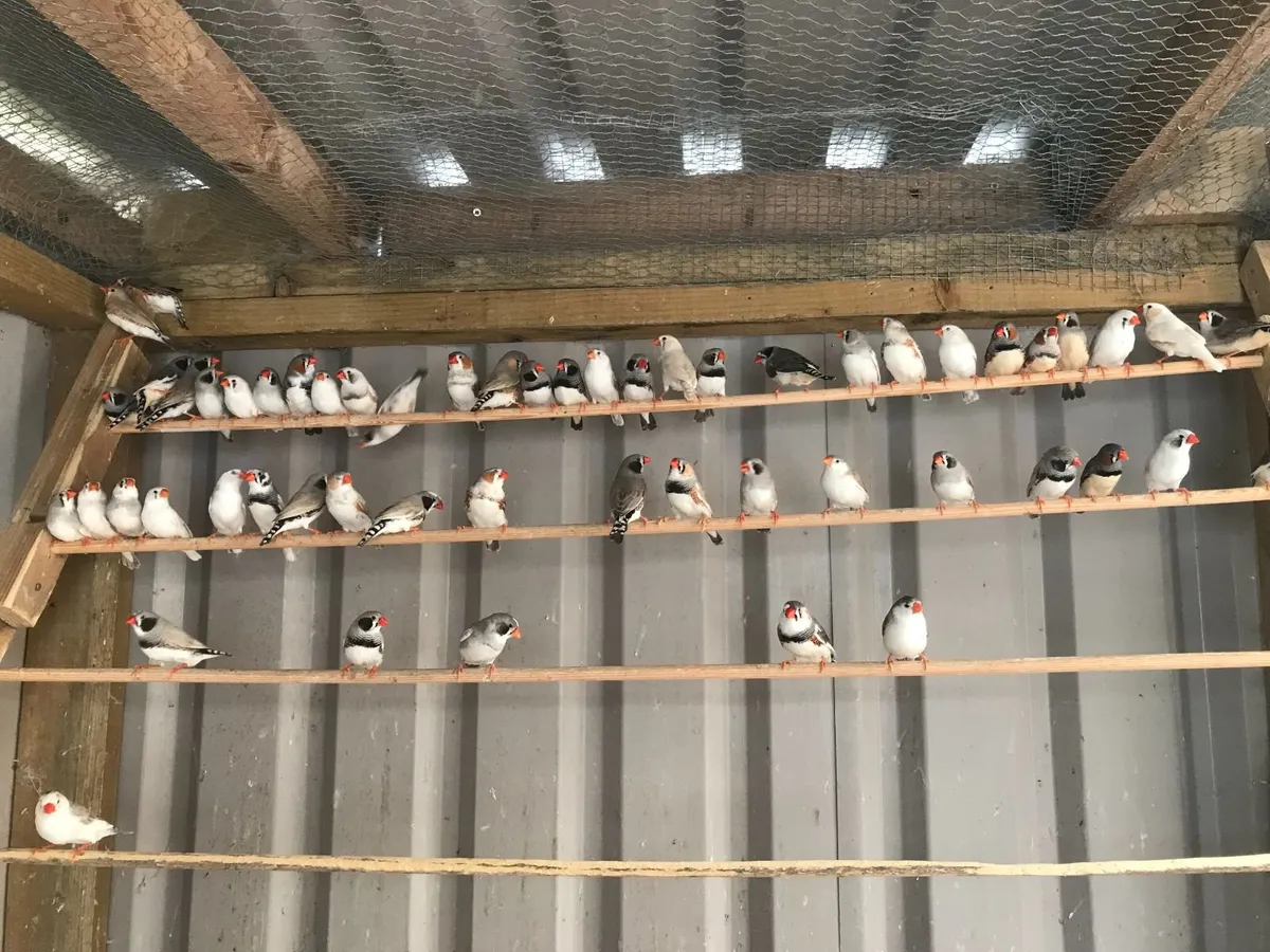 Zebra Finches - Image 1