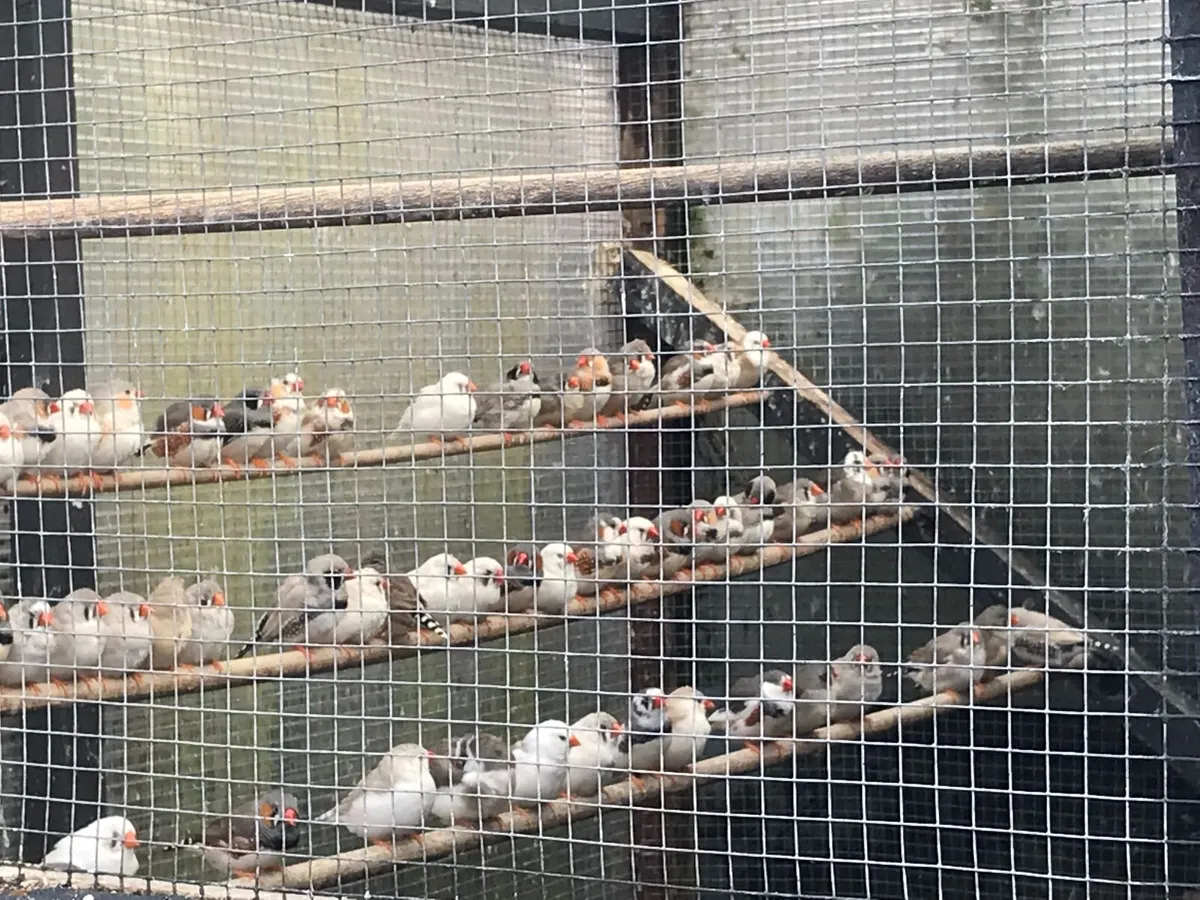 Zebra Finches - Image 2
